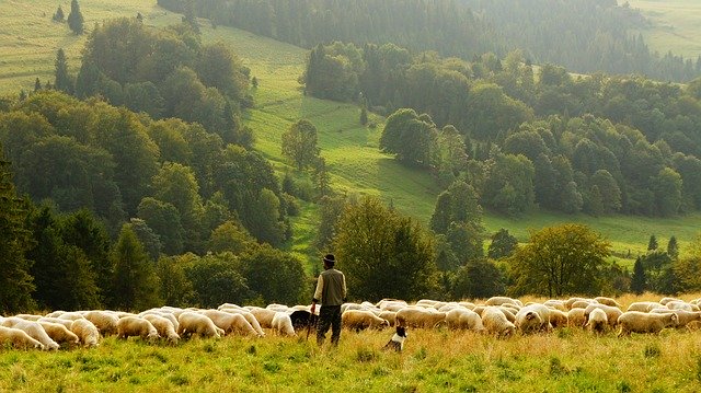 Herding Sheep, Agriculture