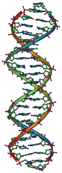 [Dual-Helix DNA molecule, Genetics]